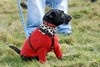 [dog7]