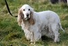 [dog8]