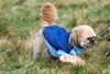 [dog9]