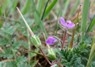 [dovesfootcranesbill5]