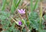 [dovesfootcranesbill6]