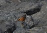 [easternblackredstart1]