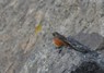 [easternblackredstart2]