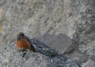 [easternblackredstart3]