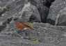 [easternblackredstart5]