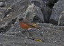 [easternblackredstart6]