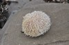 [edibleseaurchin1]