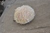 [edibleseaurchin2]