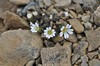 [edmondstonschickweed1]