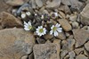 [edmondstonschickweed2]