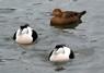 [eider6]