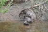 [europeanbeaver8]