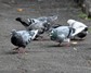 [feralpigeon1]