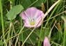 [fieldbindweed1]