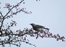 [fieldfare2]