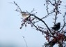 [fieldfare3]