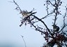 [fieldfare4]