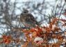 [fieldfare8]