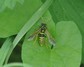 [figwortsawfly1]