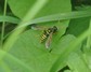 [figwortsawfly2]