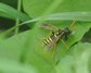 [figwortsawfly3]