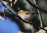 [firecrest1]