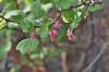 [floweringcurrant2]