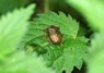 [forestbug1]
