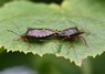 [forestbug2]