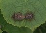 [forestbug3]
