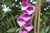 [foxglove1]