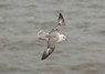 [fulmar2]