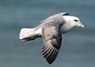 [fulmar5]