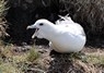 [fulmar6]