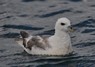 [fulmar8]