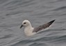 [fulmar9]