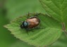 [gardenchafer1]