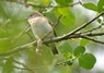 [gardenwarbler2]