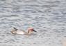 [garganey1]