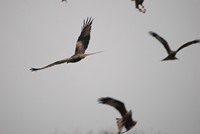 [Red kites in flight - Gigrin Farm]