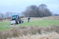 [Meat being thrown out for kites - Gigrin Farm]