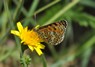 [glanvillefrit3]