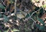 [goldcrest1]