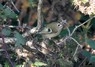 [goldcrest2]