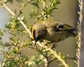 [goldcrest4]