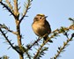 [goldcrest5]