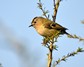 [goldcrest6]