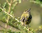 [goldcrest8]