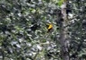 [goldenoriole2]