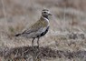 [goldenplover2]